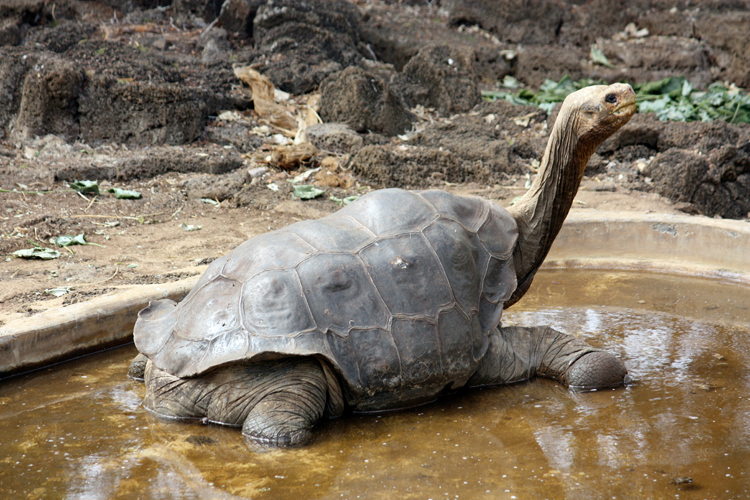 Абингдонские слоновые черепахи. Абингдонская слоновая черепаха. Одинокий Джордж черепаха. Абингдонская слоновая черепаха одинокий Джордж. Pinta Island Tortoise.