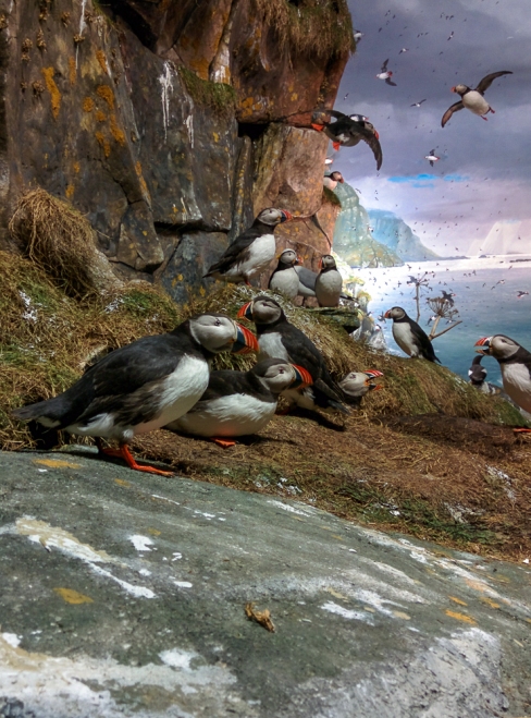 Photograph of puffins in a bird cliff diorama