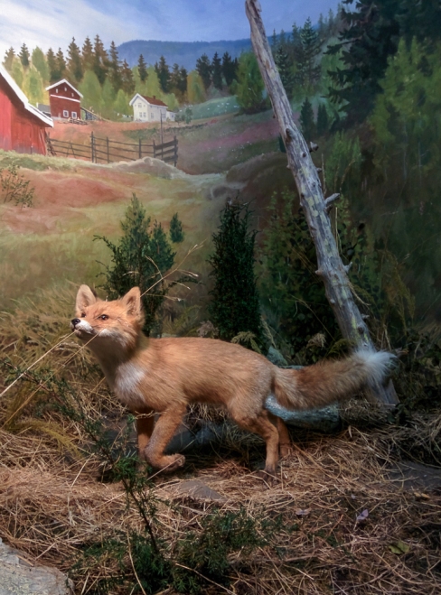Photograph of a fox in a rural diorama