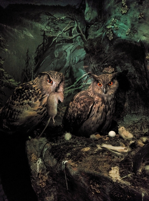 Photograph of Eurasian Eagle-owls in a diorama