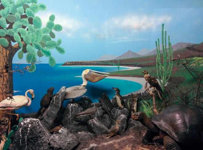 Museum diorama showing Galapagos flora and fauna