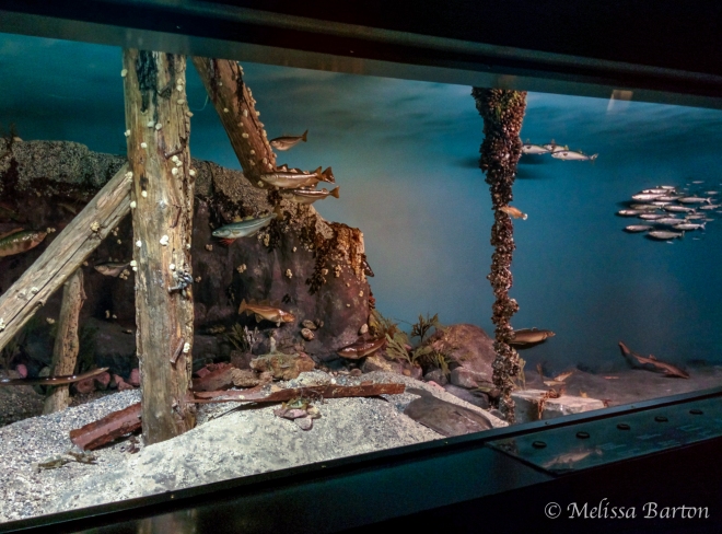Photo of a museum diorama with fish