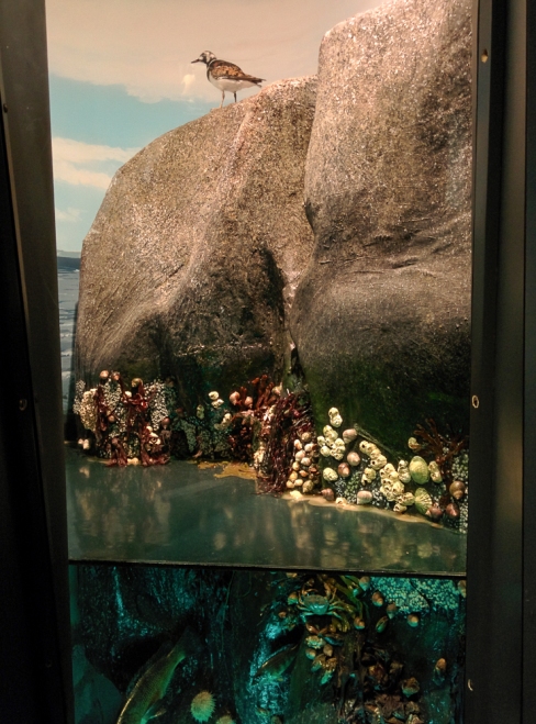 Photograph of a seashore diorama