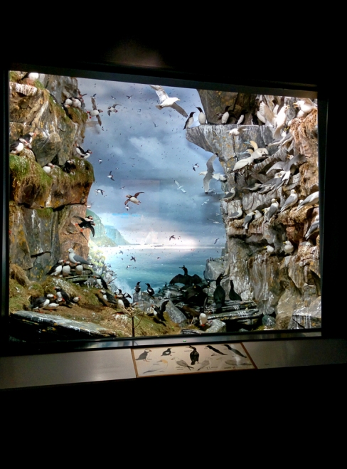 Photograph of a bird cliff diorama