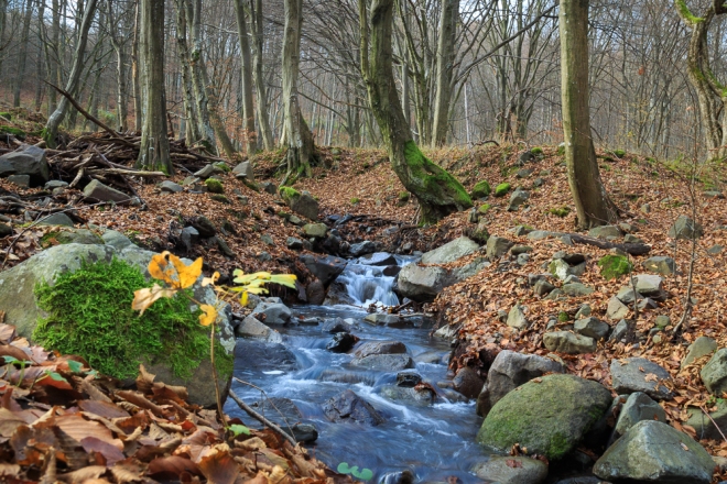 A forest landscape with a stream running through it