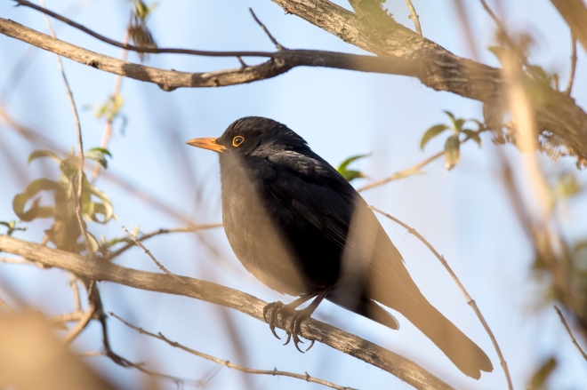 A common blackbird perched in a bush