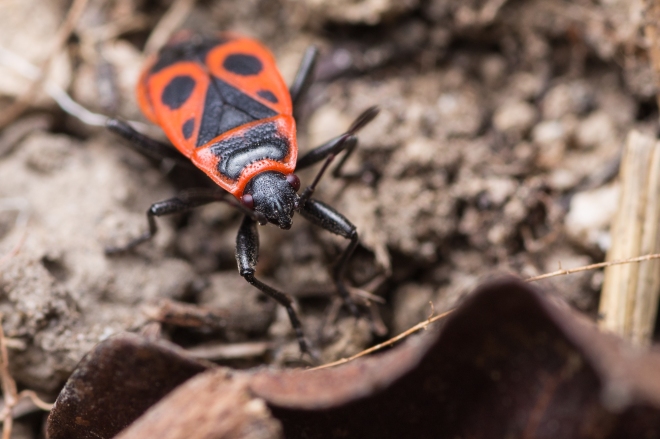A red and black firebug insect