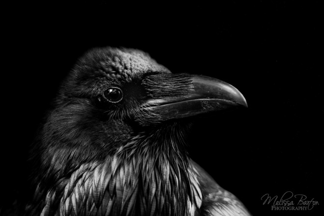 A portrait of Aristophanes the raven