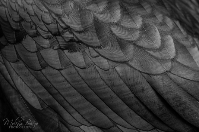 Detail of common raven wing feathers