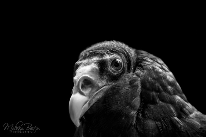 A portrait of Ruby the turkey vulture