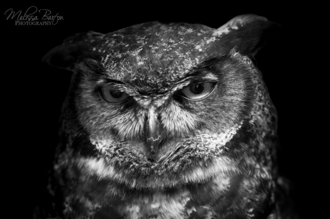 A portrait of Julio the great horned owl