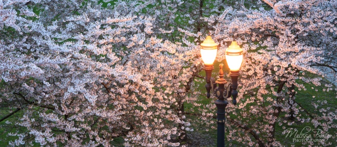 Flowering cherry and street lamps