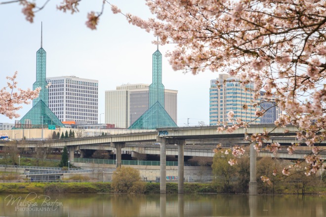 Oregon Convention Center and cherry blossoms