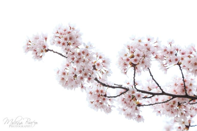 A branch of flowering cherry