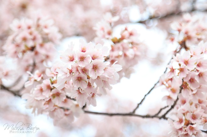 Flowering cherry blossoms